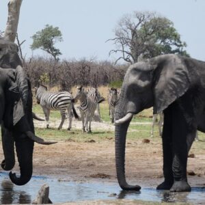 Operator photograph supplied for 1 Day Moremi Game Drive Safari, guided, Maun, Botswana