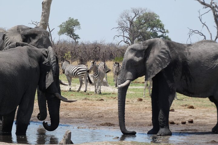 Operator photograph supplied for 1 Day Moremi Game Drive Safari, guided, Maun, Botswana