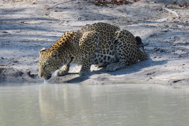 leopard spotted just before the entrance gate (south gate Moremi)