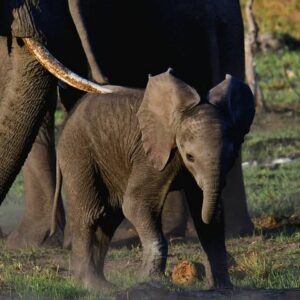 Operator photograph supplied for 1-Night Mokoro Camping Trip in the Okavango Delta, Maun, Botswana