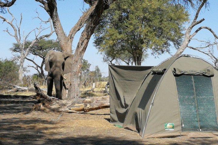 Operator photograph supplied for 2 Day Wilderness Trail: Okavango Delta and Moremi - Camping Safari, Maun, Botswana