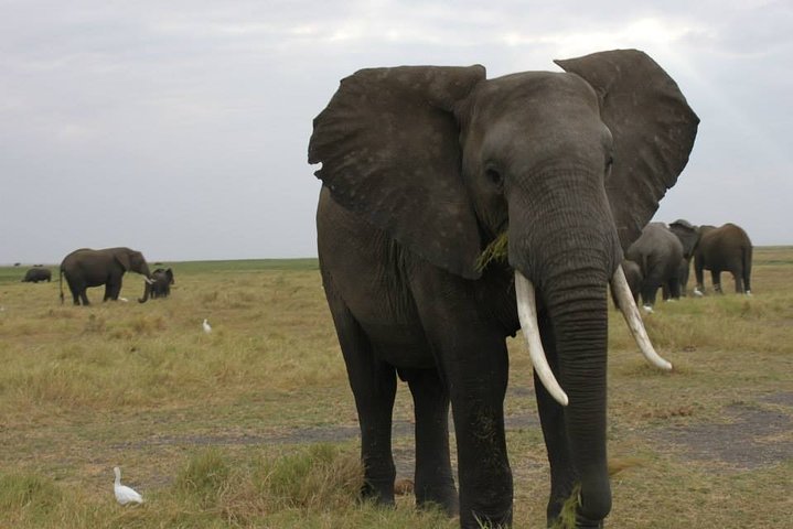 Operator photograph supplied for 2 Day Wilderness Trail: Okavango Delta and Moremi - Camping Safari, Maun, Botswana — photograph 3