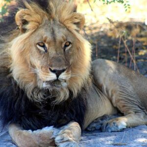 Operator photograph supplied for 3 Day Central Kalahari Game Reserve Safari Tour, Maun, Botswana