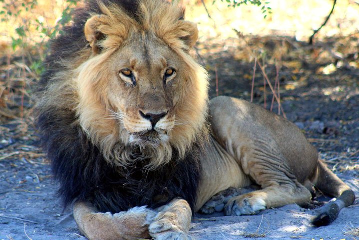 Operator photograph supplied for 3 Day Central Kalahari Game Reserve Safari Tour, Maun, Botswana
