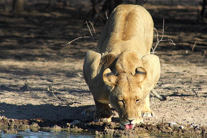 Operator photograph supplied for 3 Day Central Kalahari Game Reserve Safari Tour, Maun, Botswana