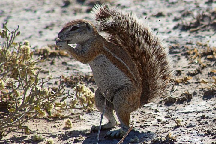 GROUND SQUIRREL