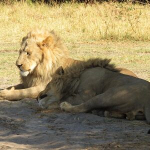 3 Days Central Kalahari Game Reserve, Botswana