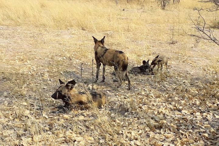 3 Days Central Kalahari Game Reserve, Botswana — photograph 3