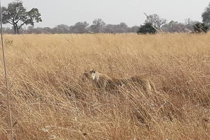 3 Days Central Kalahari Game Reserve, Botswana — photograph 4
