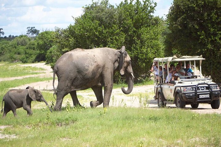 Operator photograph supplied for 3 Hours Chobe Game Drive Safari, Botswana, Kasane, Botswana