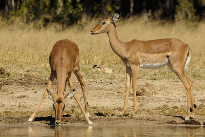 Operator photograph supplied for 3 Hours Chobe Game Drive Safari, Botswana, Kasane, Botswana