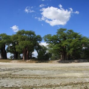 Operator photograph supplied for 4 Day All Inclusive Tour to Boteti, Delta and Pans, Maun, Botswana