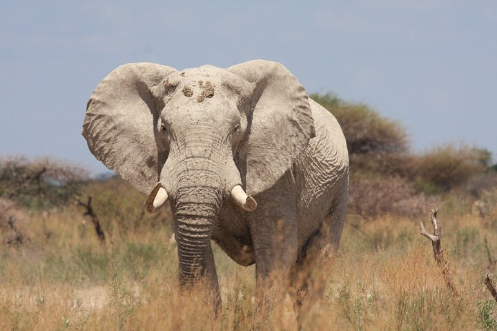 Operator photograph supplied for 4 Day All Inclusive Tour to Boteti, Delta and Pans, Maun, Botswana