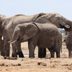 Operator photograph supplied for tours to the Boteti River, Okavango Delta and Makgadikgadi pans, Botswana