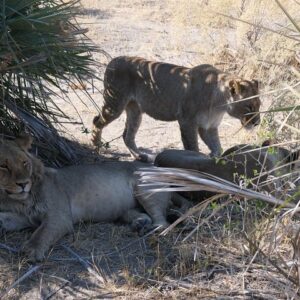 Operator photograph supplied for 6 Day Walking Safari, Maun, Botswana