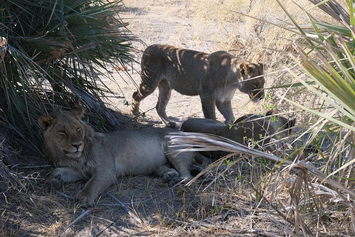 6 Day Walking Safari Botswana