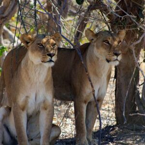 Operator photograph supplied for 7-Day Okavango Delta & Moremi Safari from Maun – All-Inclusive, Maun, Botswana