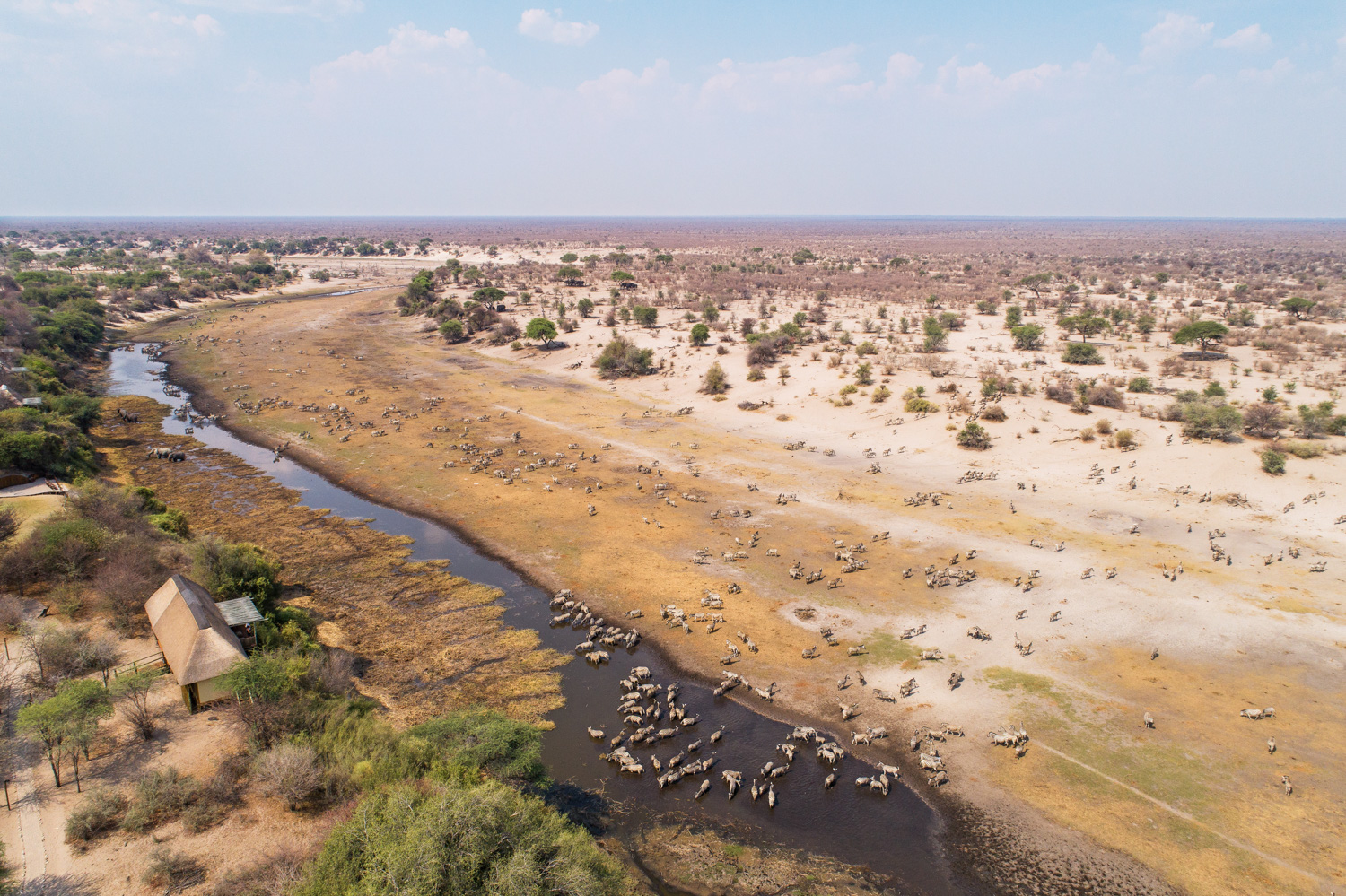 Aerial view of the Boteti River and the zebra migration below Leroo La Tau, Makgadikgadi Pans National Park, Botswana
