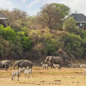 Thatched chalets on the escarpment above the Boteti River at Leroo La Tau, with zebra and elephant on the riverbed below, Makgadikgadi, Botswana