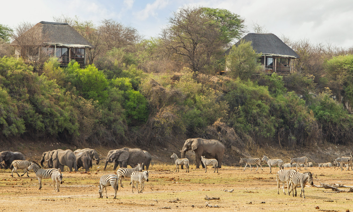 Thatched chalets on the escarpment above the Boteti River at Leroo La Tau, with zebra and elephant on the riverbed below, Makgadikgadi, Botswana