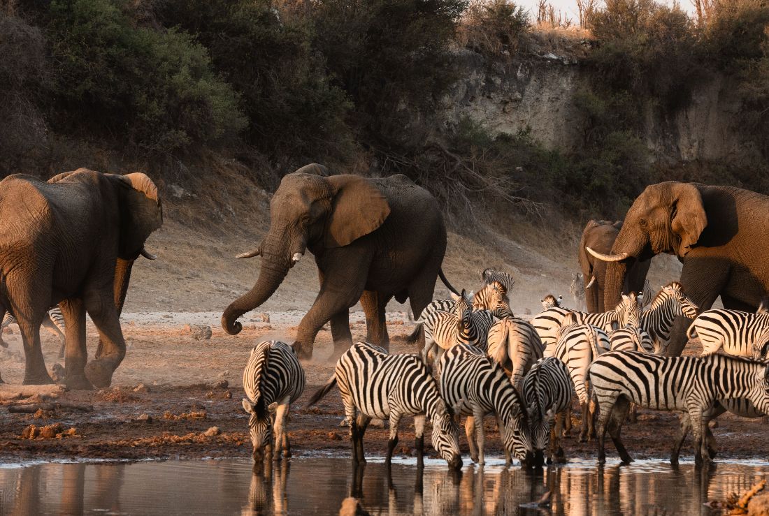 Elephant and zebra drinking at the Boteti River below Meno a Kwena, Makgadikgadi Pans National Park, Botswana