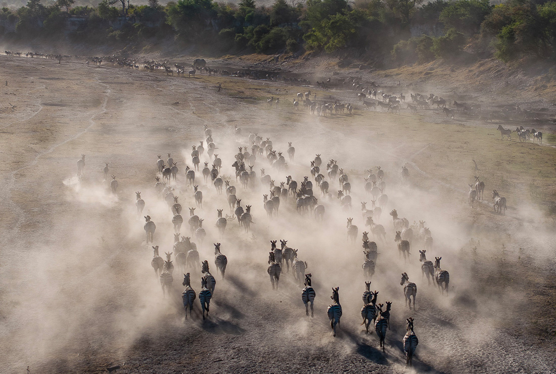 Zebra of the Makgadikgadi migration running through dust on the Boteti riverbed below Meno a Kwena, Botswana