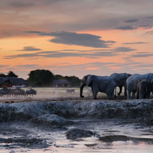 Elephant and wildebeest drinking at the waterhole in front of Nxai Pan Camp, Nxai Pan National Park, Botswana