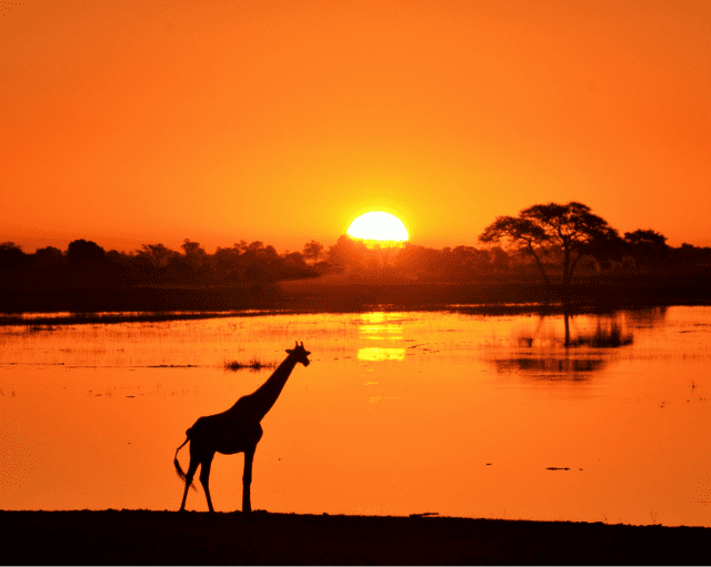 A giraffe silhouetted against the sunset over the Chobe floodplain below Muchenje Safari Lodge, Botswana