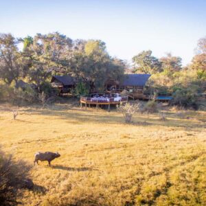 Buffalo grazing the floodplain in front of the raised decks of Rra Dinare, Dinare Private Reserve, Botswana