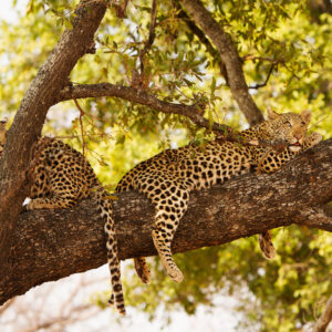 Shinde — Palm island on Shinde Lagoon, private concession, northern Okavango Delta