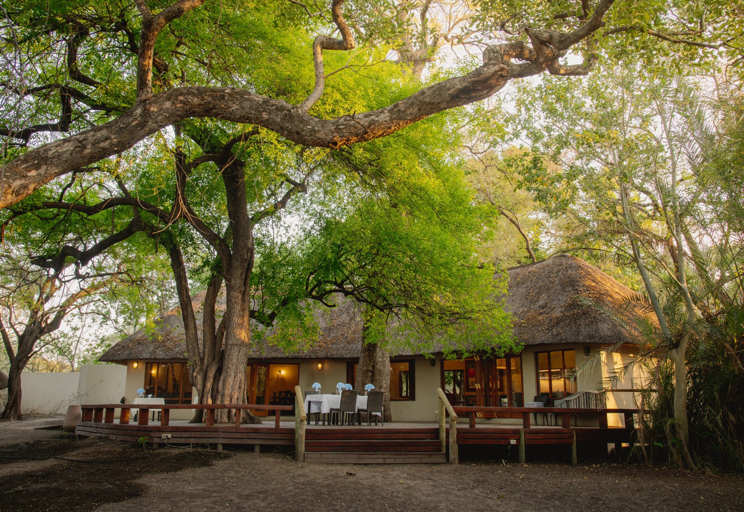 Thatched tents and shaded deck under mature trees at Thamo Telele, Maun