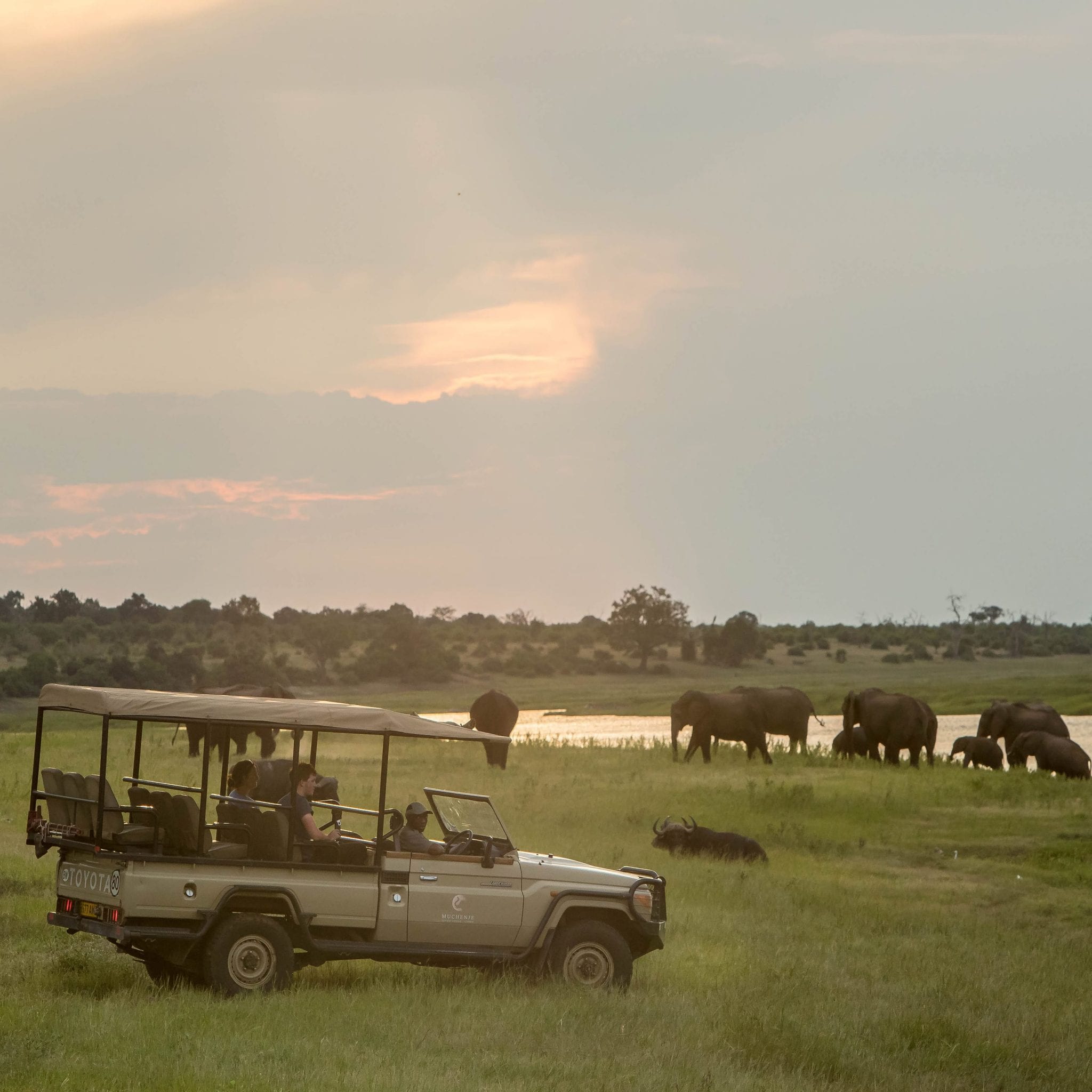 An open game-drive vehicle watching elephant on the Chobe floodplain near Muchenje Safari Lodge, western Chobe, Botswana