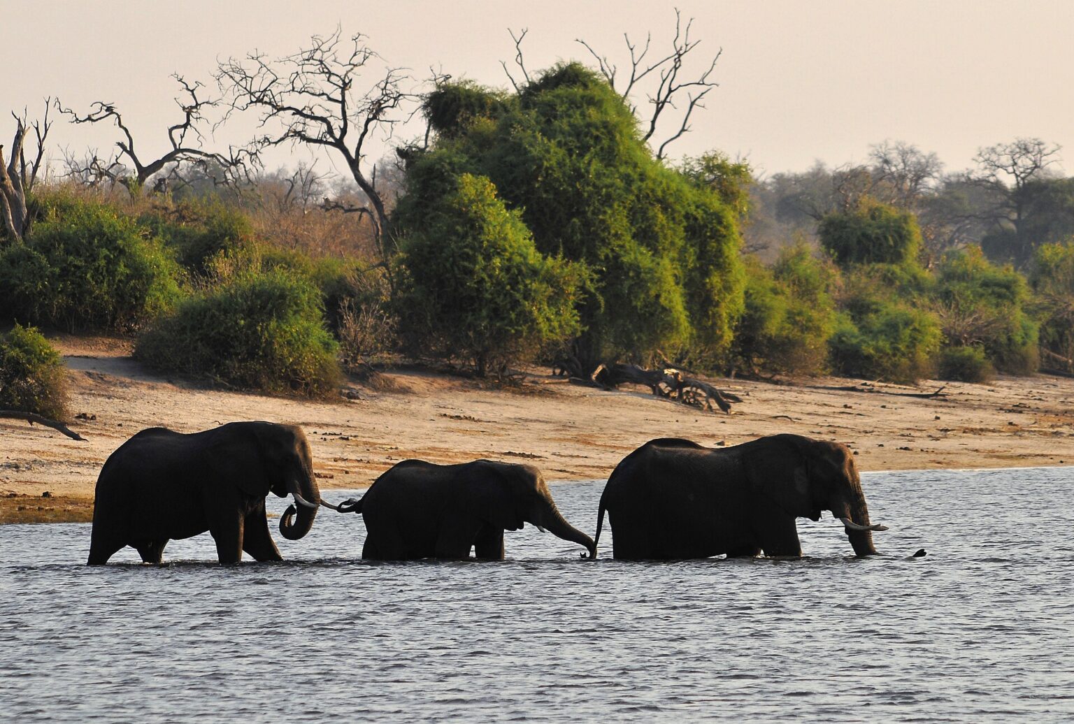 Three elephants wading across a river at dusk in Chobe National Park, Botswana
