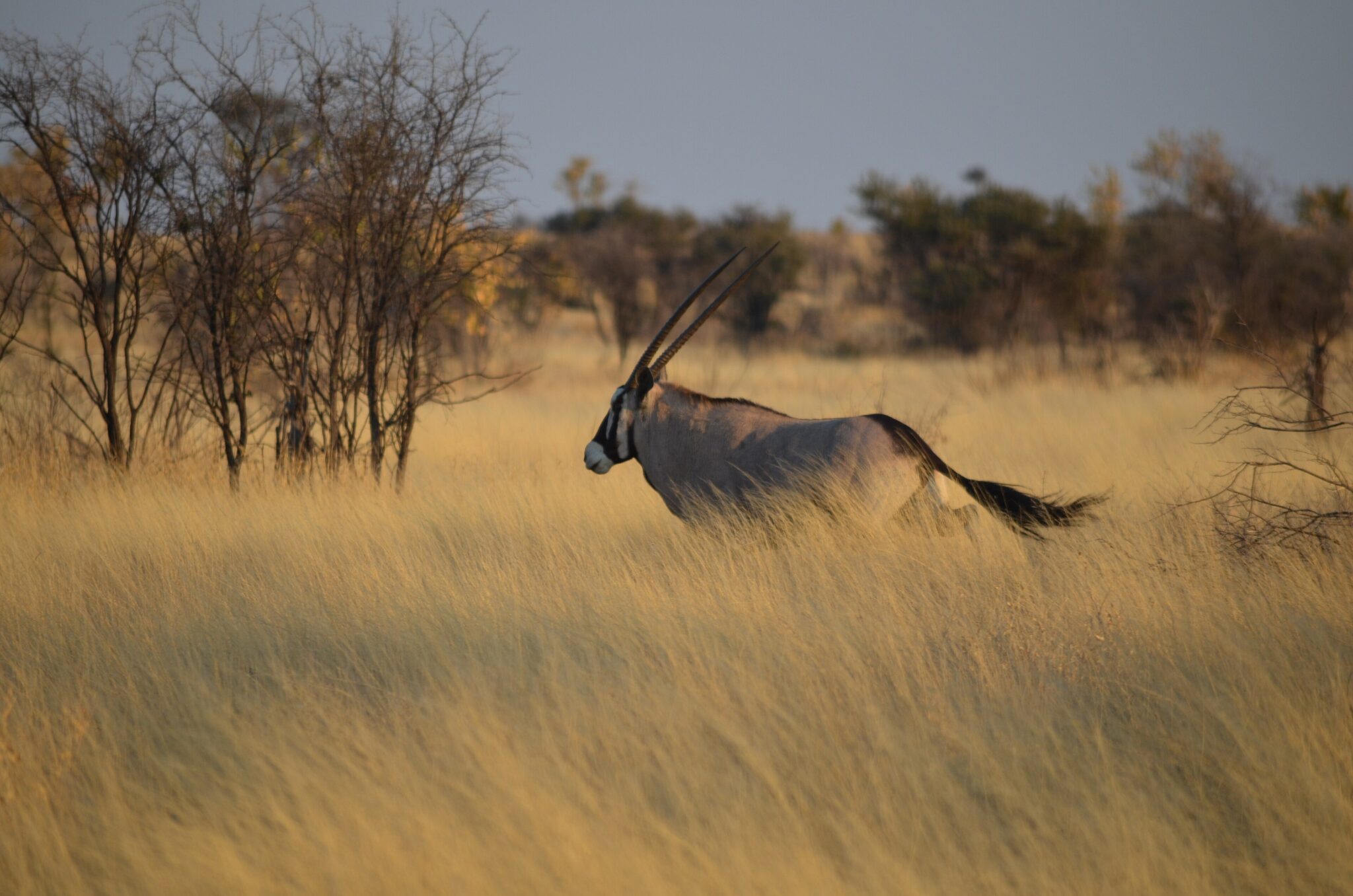 A gemsbok running through tall golden grass in Botswana
