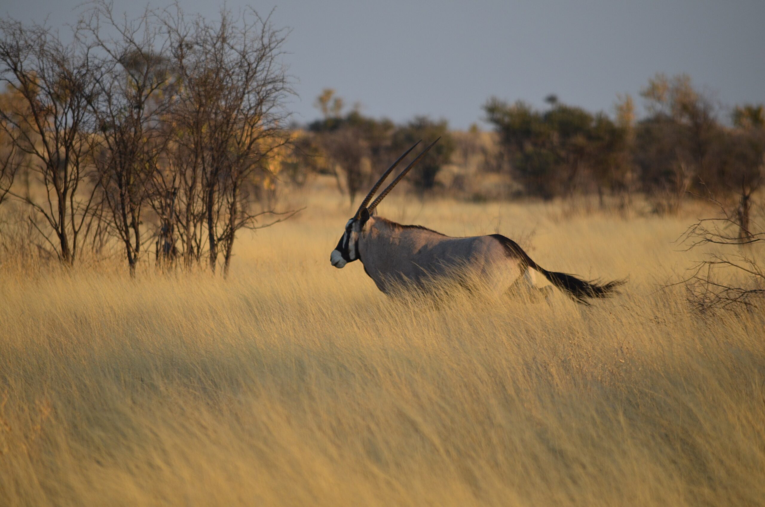 A gemsbok running through tall golden grass, the Kalahari leg of a Botswana 21 day itinerary