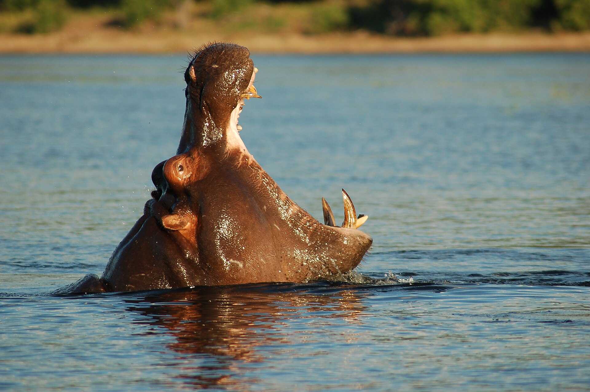The Chobe River front, the most visited section of Chobe National Park
