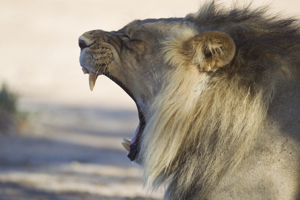 A male lion yawning in the Kgalagadi Transfrontier Park