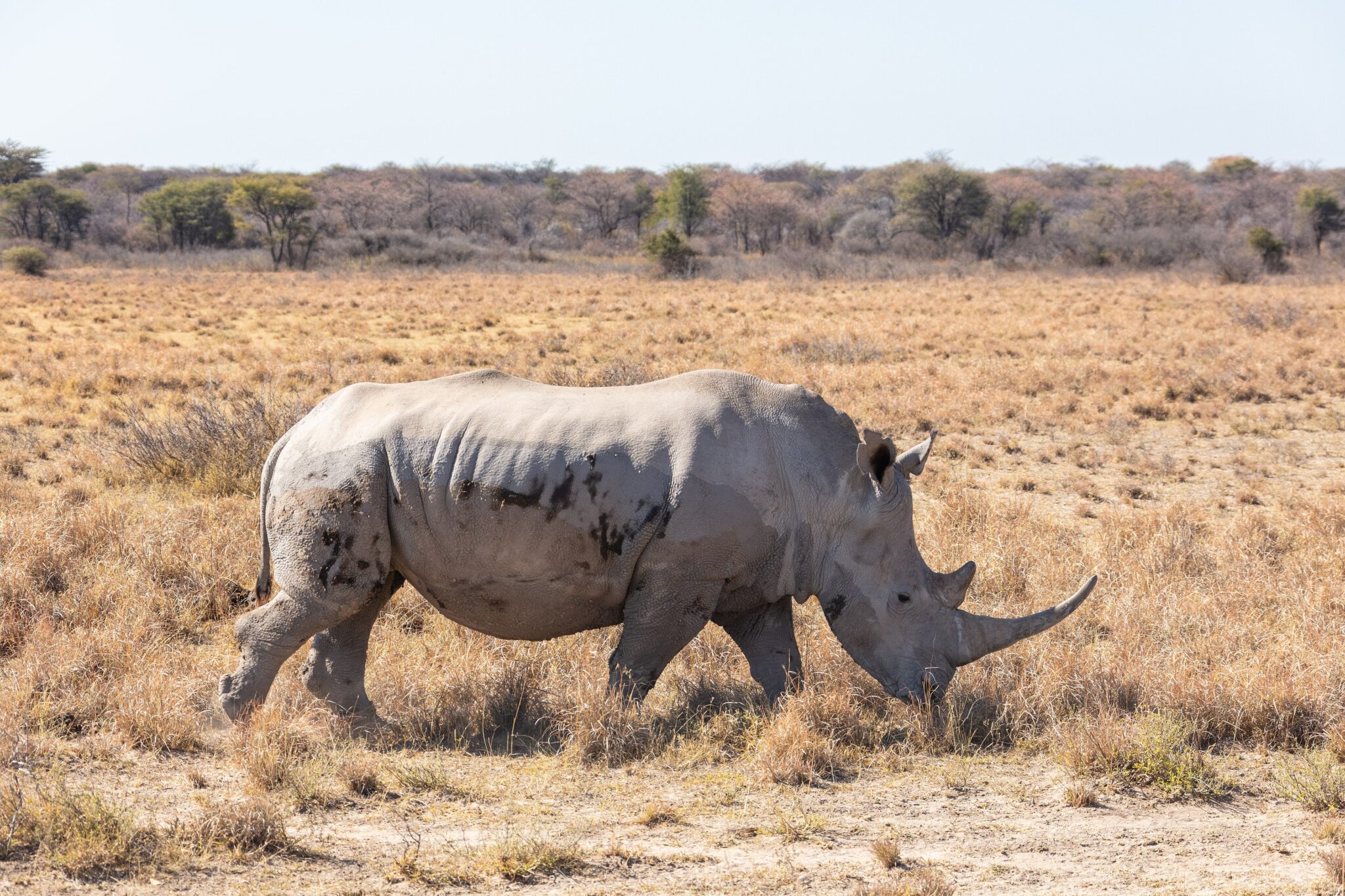 A white rhino standing in dry grass and thorn scrub at Khama Rhino Sanctuary, Botswana