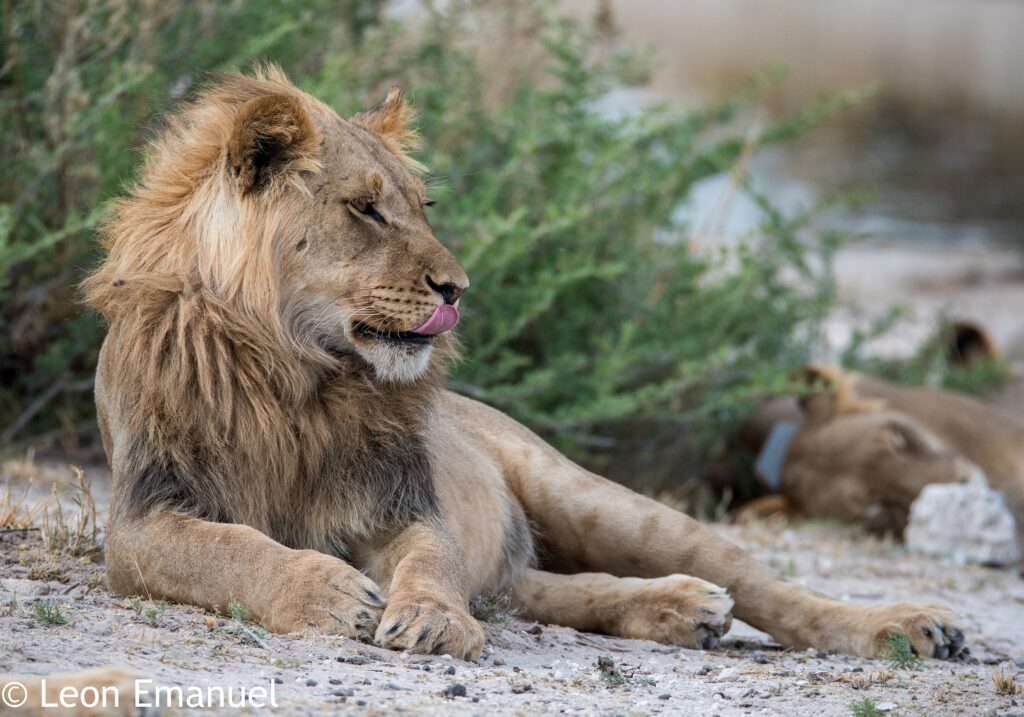 A male lion resting in bush in Khutse Game Reserve, Botswana