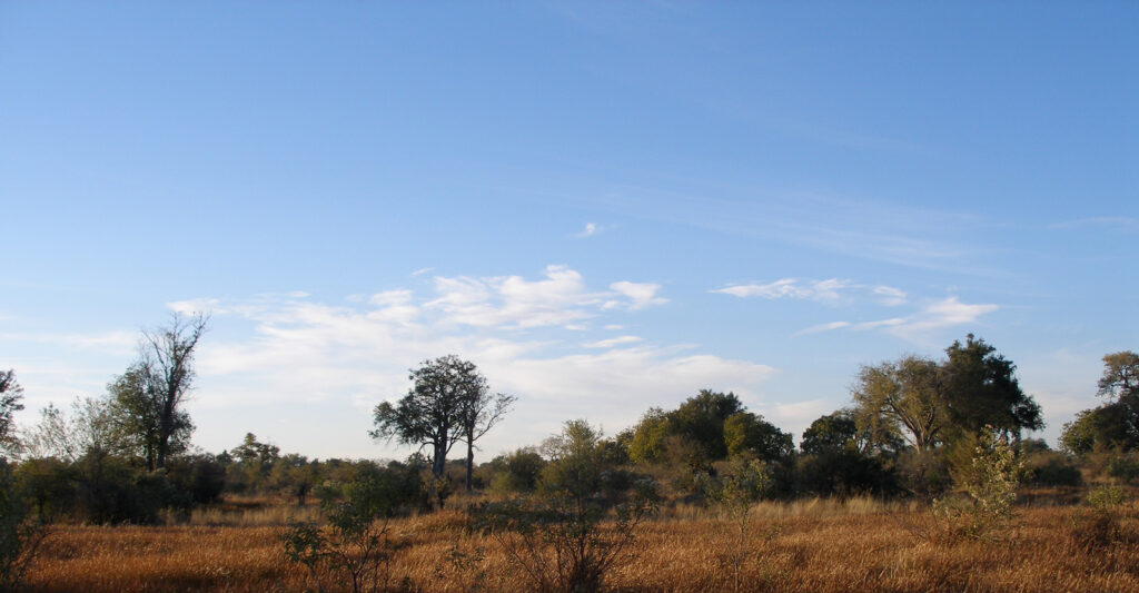 Dry grass and scattered trees in Moremi Game Reserve, where Camp Xakanaxa stands