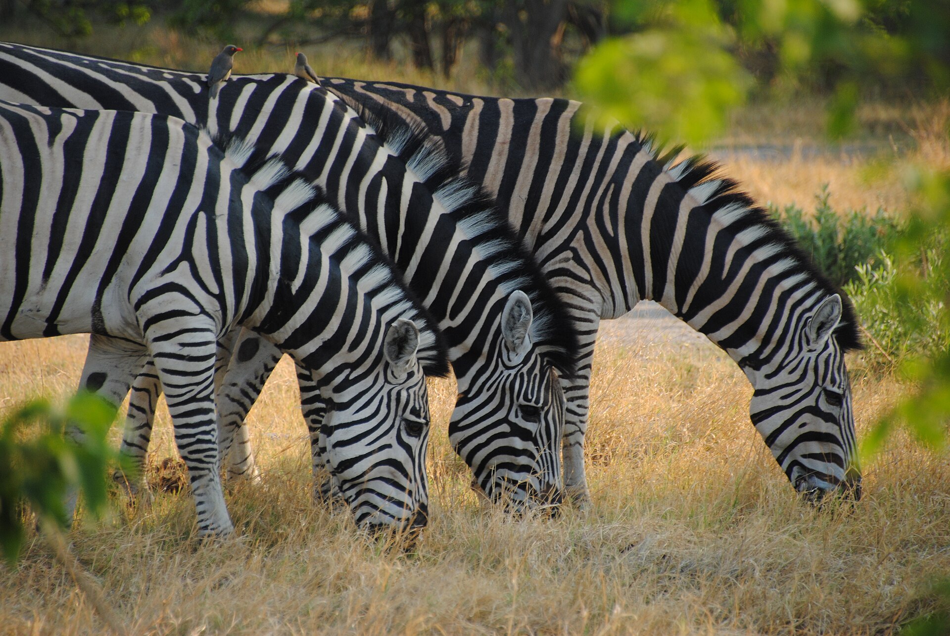 Plains zebra in Moremi Game Reserve, photographed in November 2011