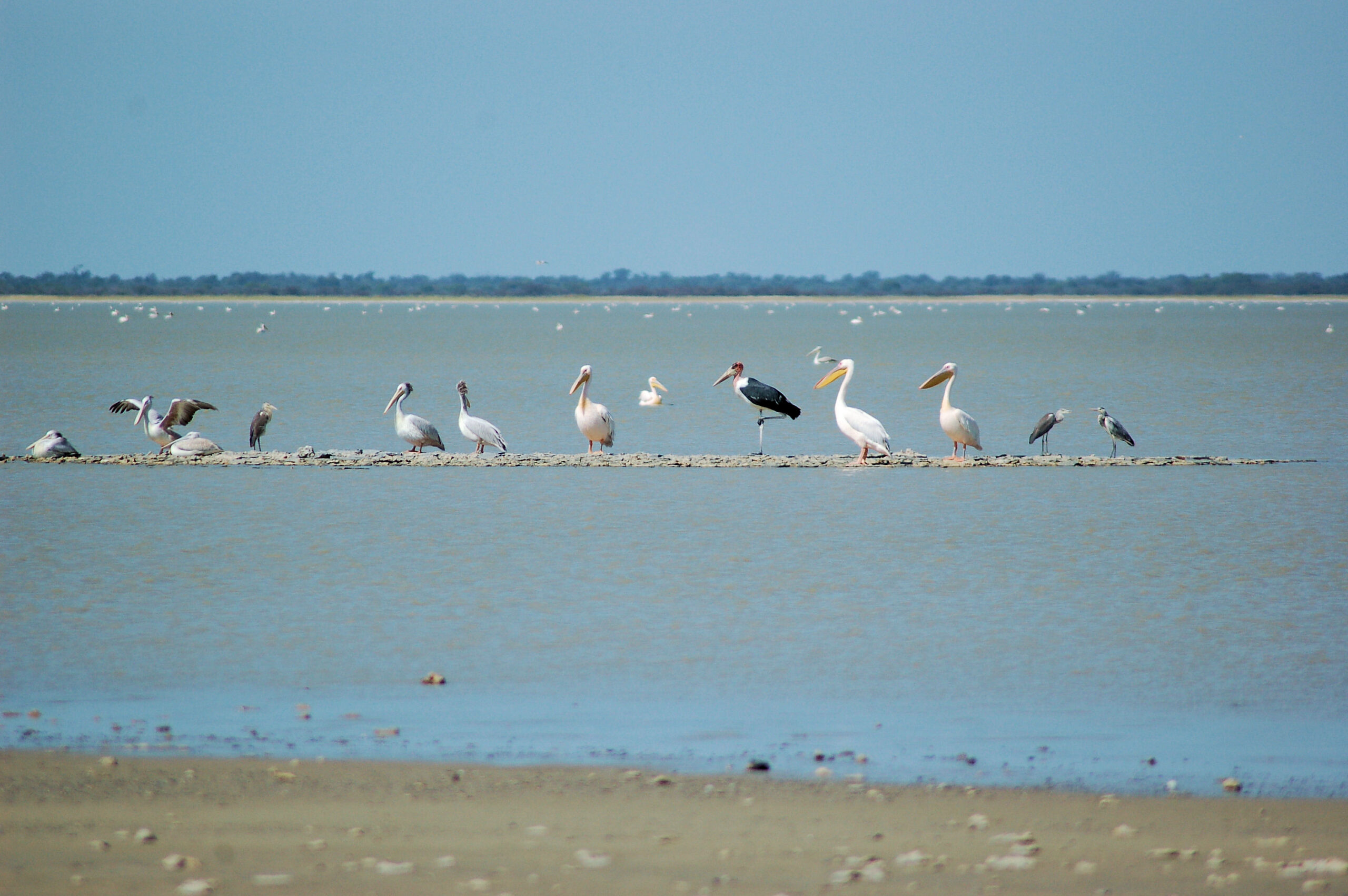 Pelicans and other waterbirds on a sandbar at Nata Bird Sanctuary, Botswana, with the flooded pan behind