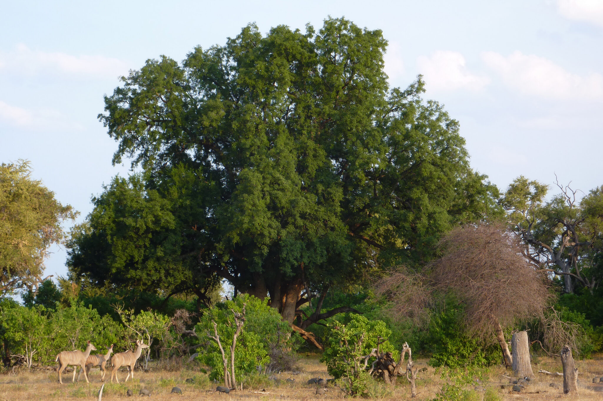 A mashatu tree with kudu and guineafowl beneath it at Mashatu Main Camp in the Northern Tuli Game Reserve, Botswana