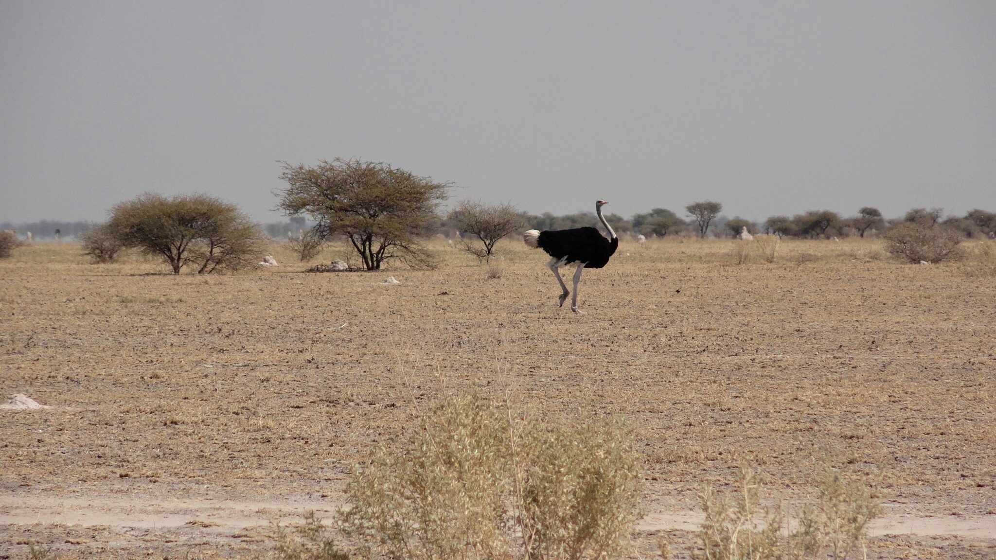 Dry short grassland with scattered acacias and an ostrich in Nxai Pan National Park, Botswana