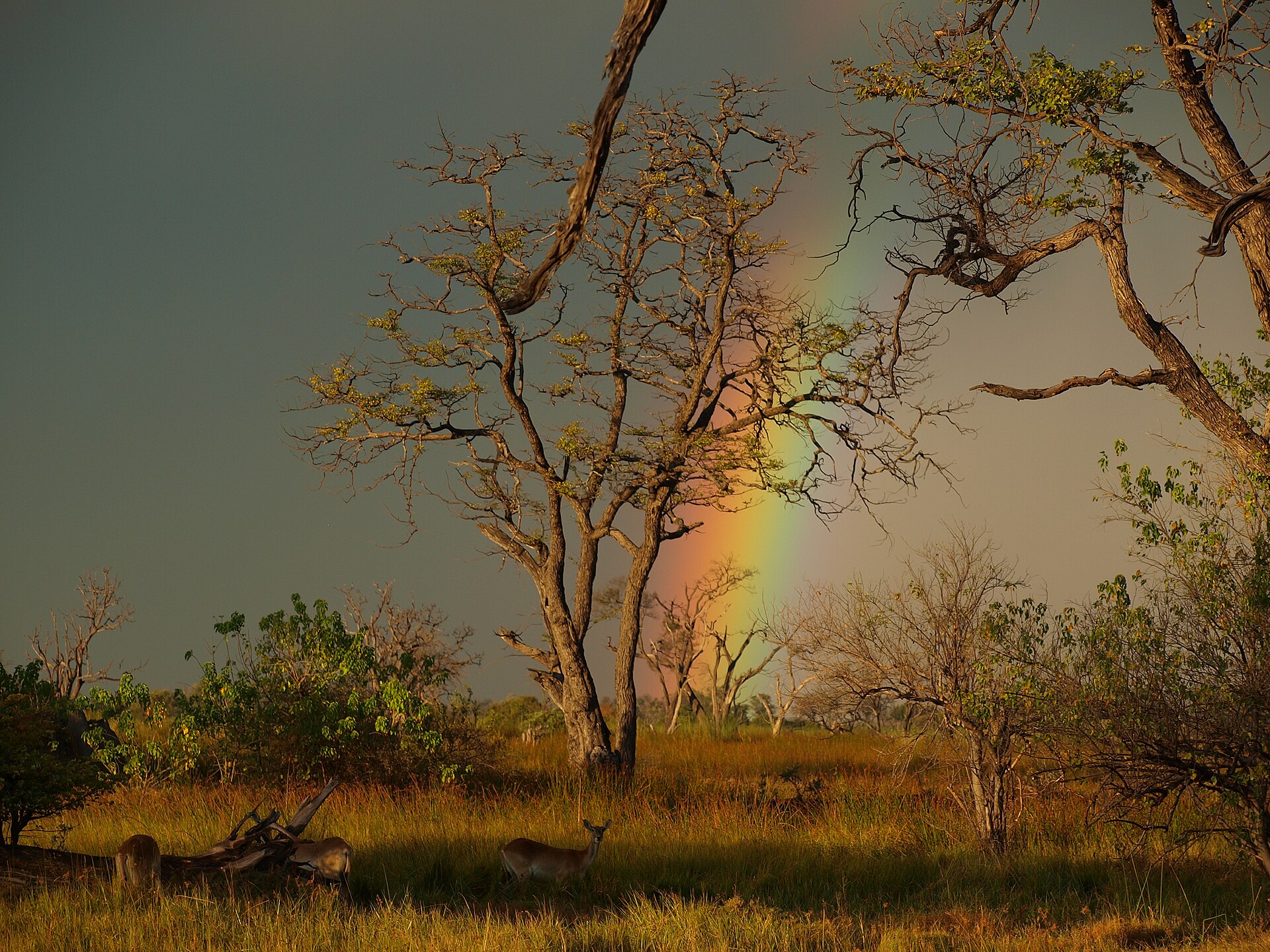 Floodplain and waterway at Xakanaxa in the Okavango Delta