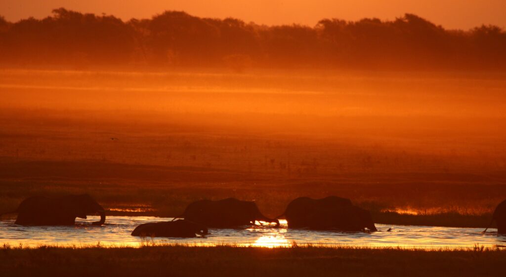 Elephants silhouetted at sunset on the Chobe River, northern Botswana