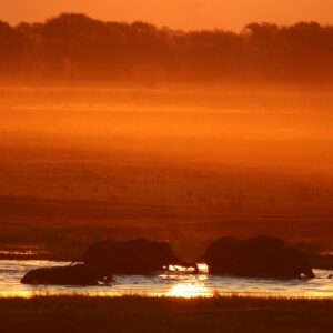 Elephants silhouetted at sunset on the Chobe River, northern Botswana