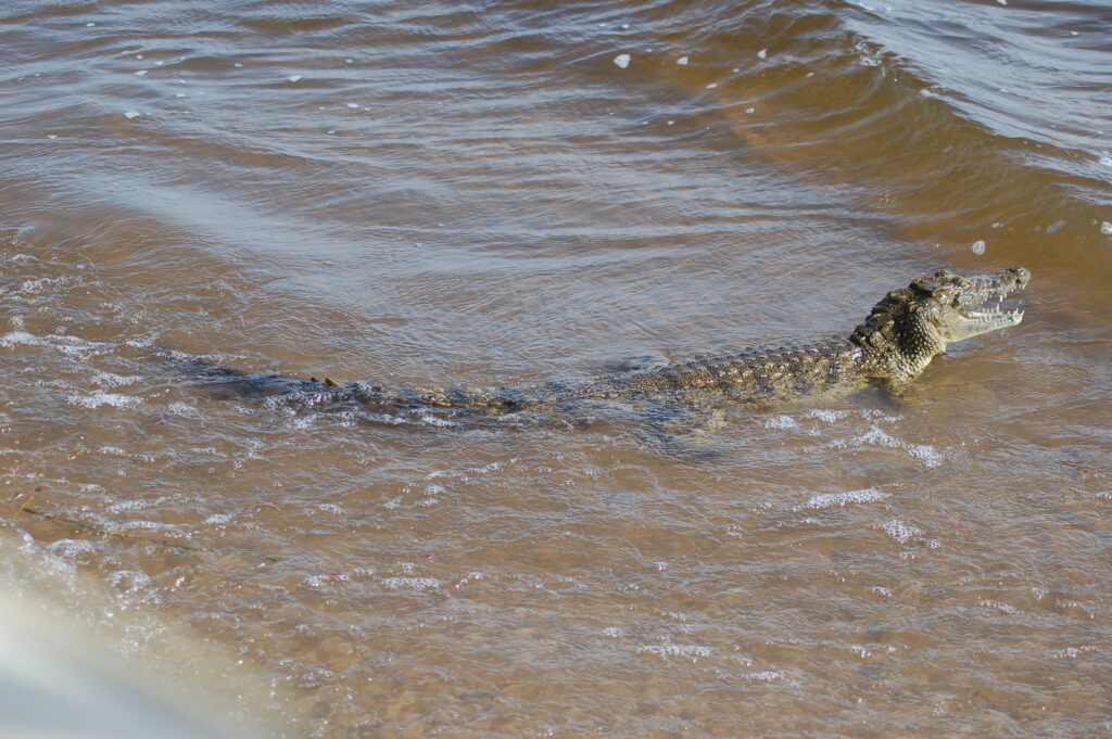 A crocodile on the bank of the Chobe River, Chobe National Park, Botswana