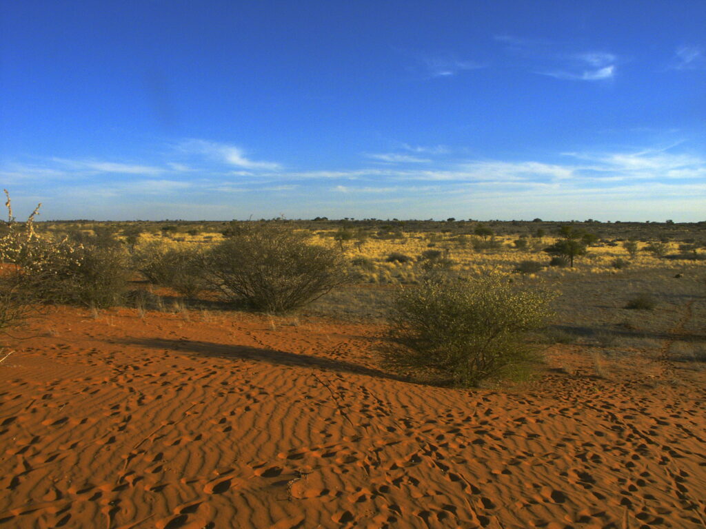 Red sand and low scrub in the Kalahari