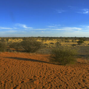 Red sand and scrub in the Kalahari — location context, not a photograph of this property